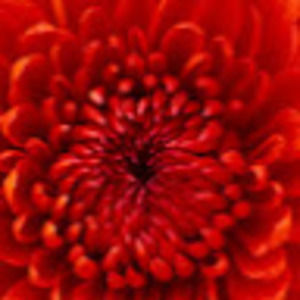 Meet your Posher, Rizki